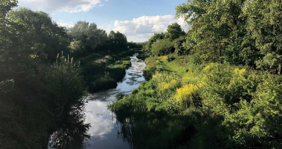 River-Roding-May-2019-3--(c)-Anna-MacLaughlin