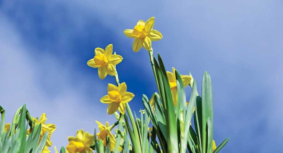 daffodils-2093307_1920