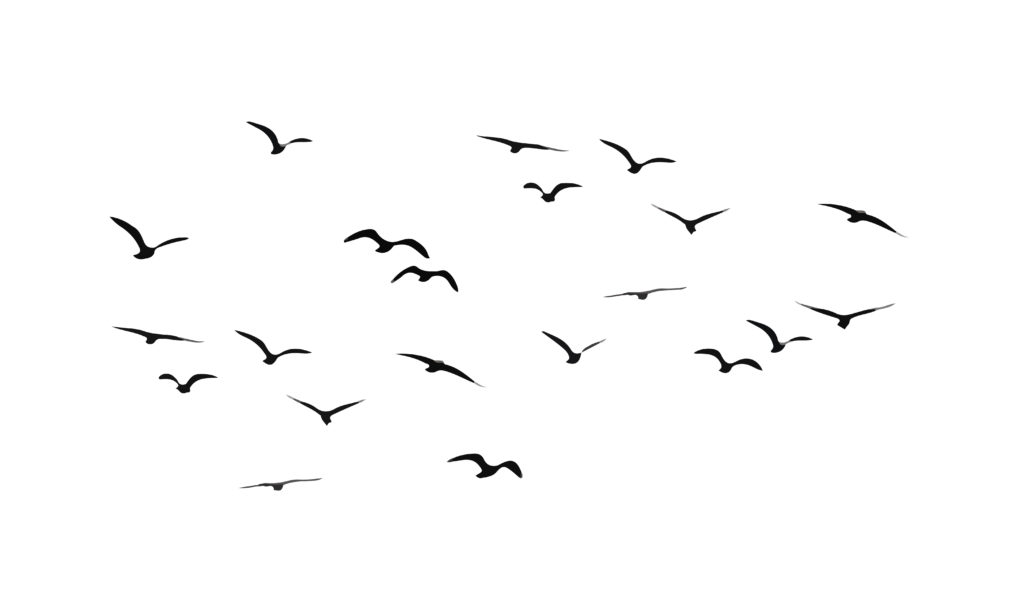 -birds-1024x614