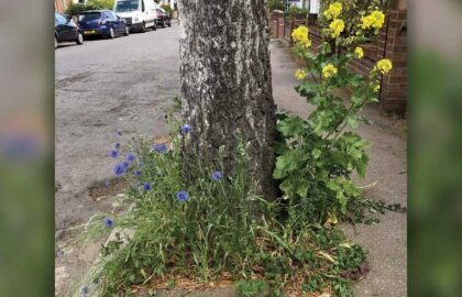 190504-Halstead-Road