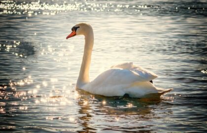 swan-2077219_1920