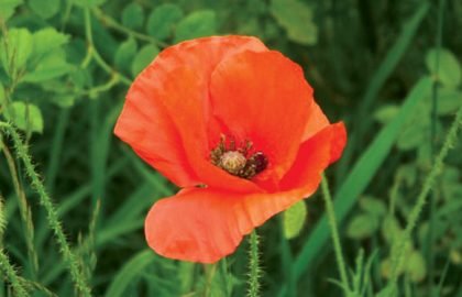 poppy