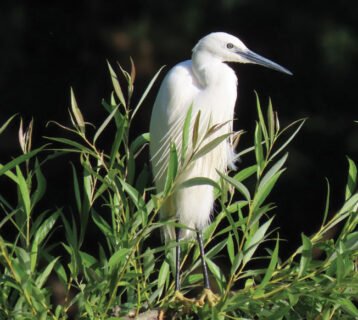 Little-Egret-by-Mark-Holden
