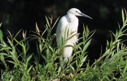 Little-Egret-by-Mark-Holden