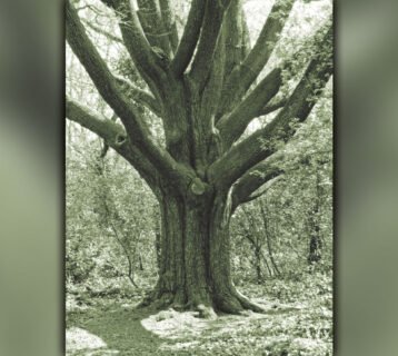 reptonoak