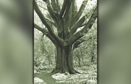 reptonoak