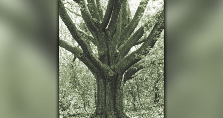 reptonoak