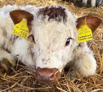 cow-1