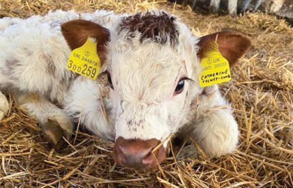 cow-1