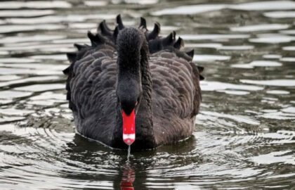 swan-1