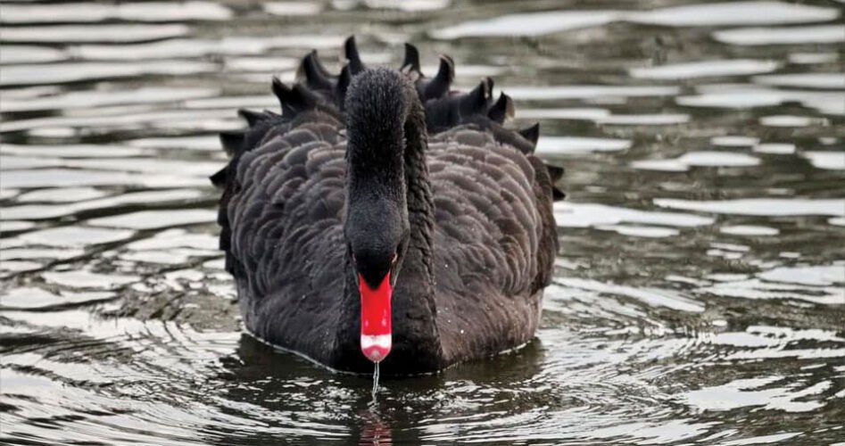 swan-1