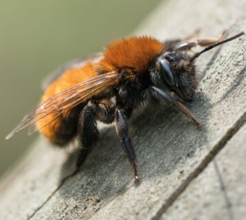 tawny-mining-bee-3-TRIAL-dreamstime_xxl_89735499-copy