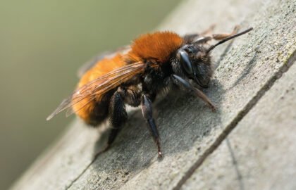 tawny-mining-bee-3-TRIAL-dreamstime_xxl_89735499-copy