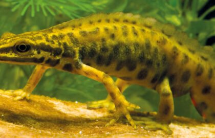 newt-1-copy