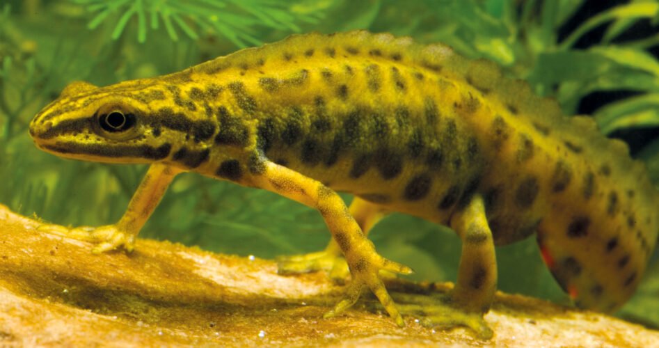 newt-1-copy