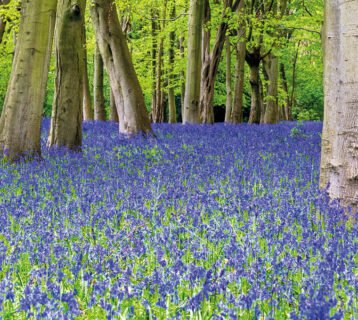 Stuart_Moore_Bluebells