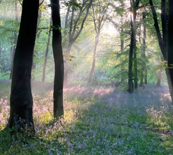 bluebells--1