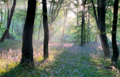 bluebells--1