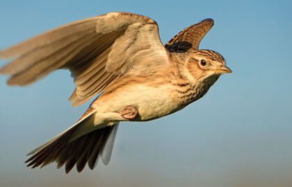 skuylark2