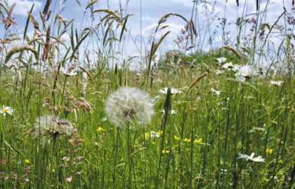Wildflower-meadow-City-of-London-Corporation-Yvette-Woodhouse-2