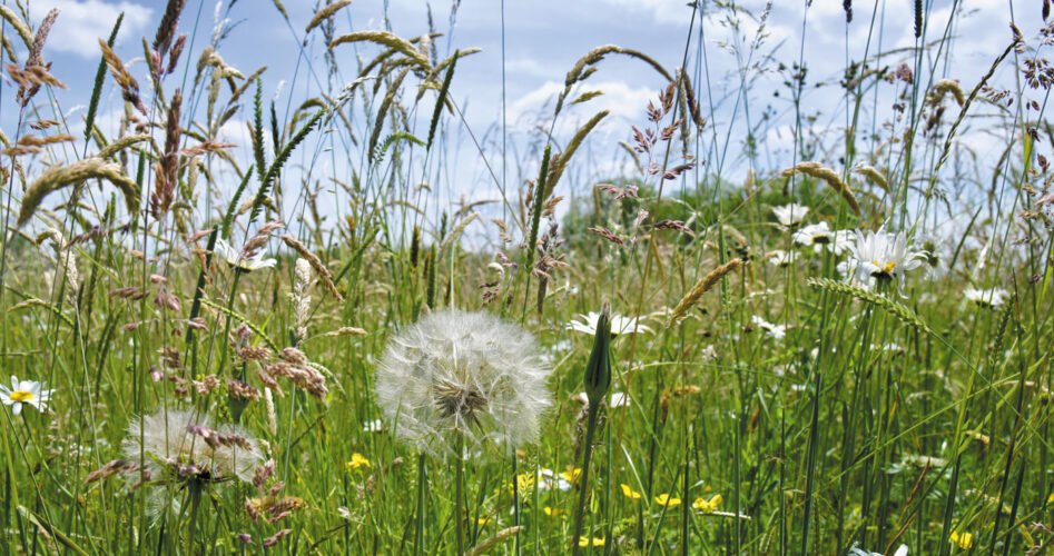 Wildflower-meadow-City-of-London-Corporation-Yvette-Woodhouse-2