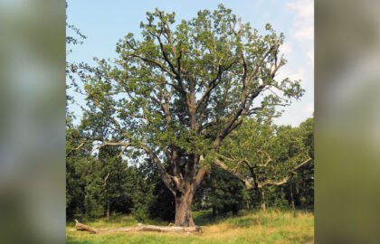 tree1