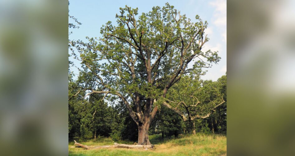 tree1