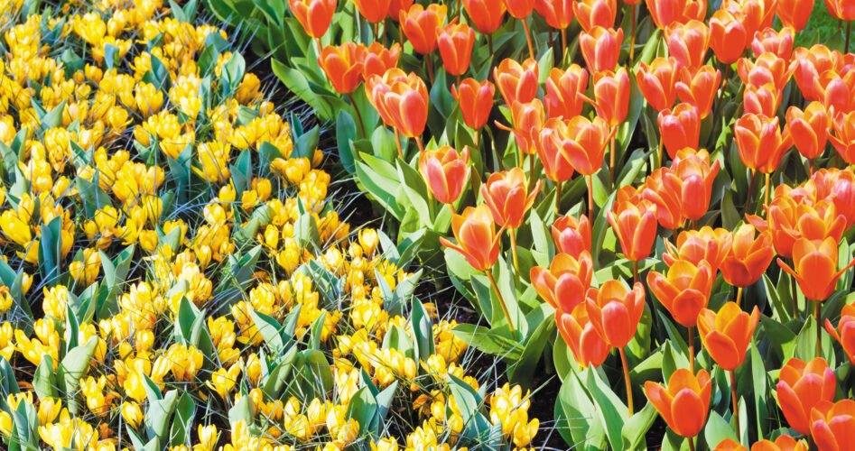 tulips