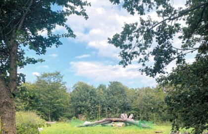The site for the new Wanstead Park play area