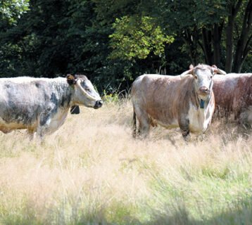 One of the three cows, Nutty (right), left the park in September pending calving