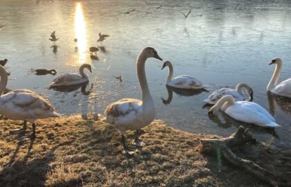 swans-1