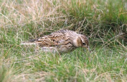 Skylark_WF_01