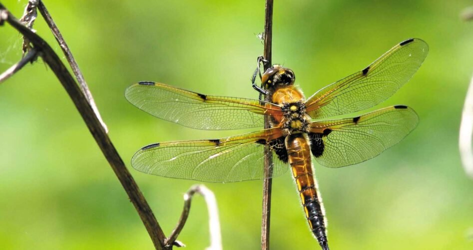Four-spotted-Chaser-2