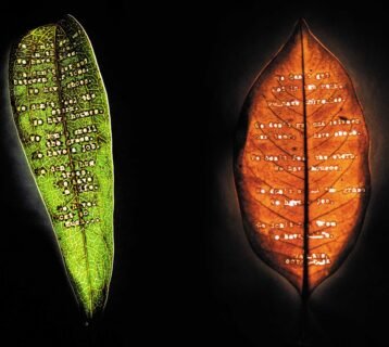 leaves