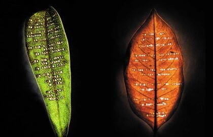 leaves