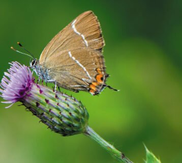 AdobeStock_398545925