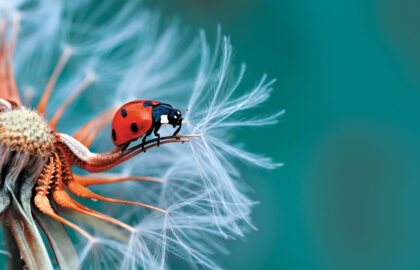 AdobeStock_121417091