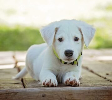 puppy-g44b324897_1280