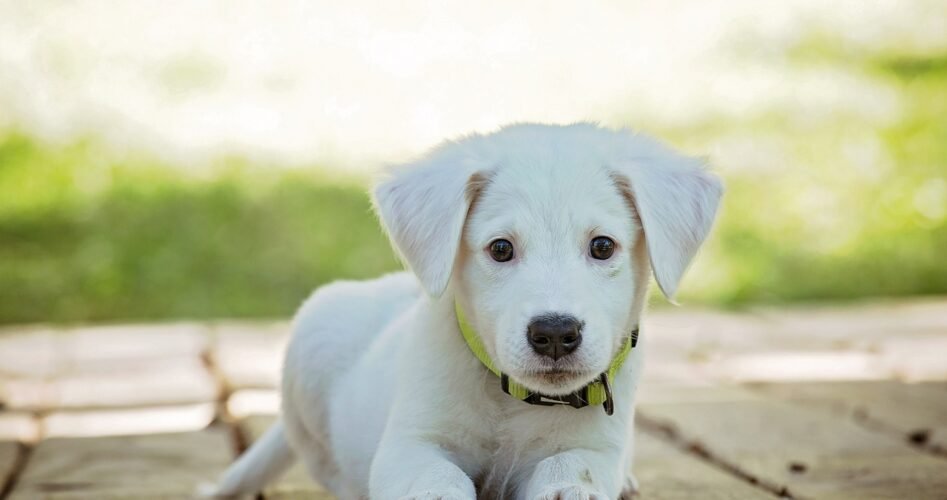 puppy-g44b324897_1280