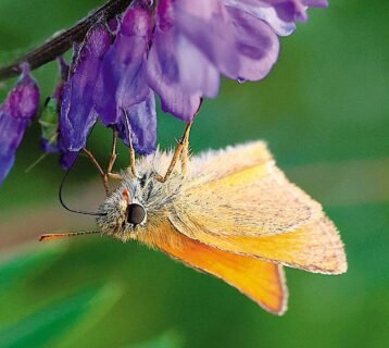 Small-Skipper-13.18.41