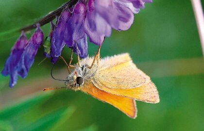 Small-Skipper-13.18.41