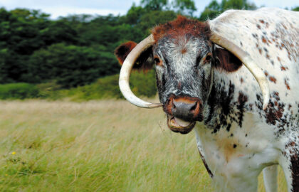Longhorn-Cow(1)