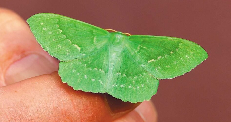 emerald