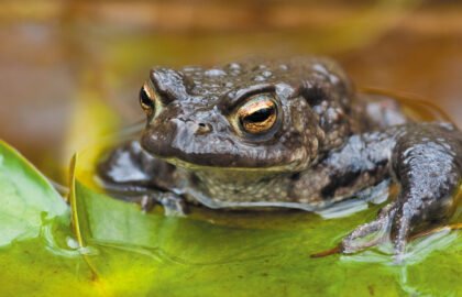 AdobeStock_17677763