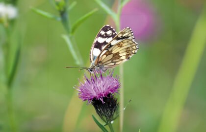 Marbled-White-18.19.02