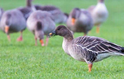 Tundra-Bean-Goose-10