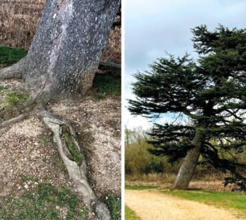 WVD-MAY-2025-trees