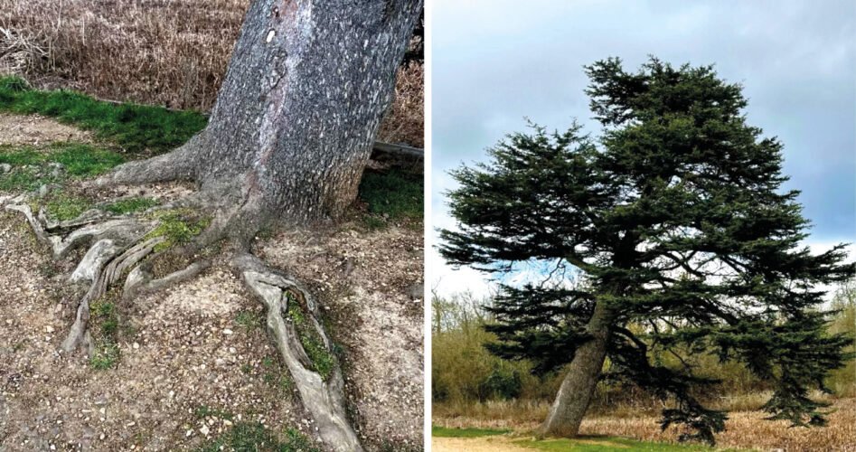 WVD-MAY-2025-trees