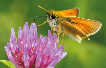 WVD-AUG-2025-bfly