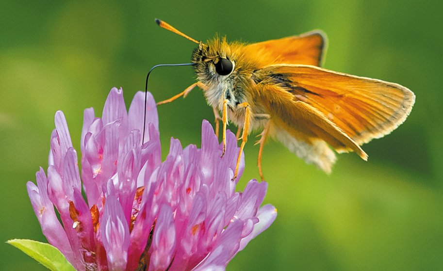 WVD-AUG-2025-bfly